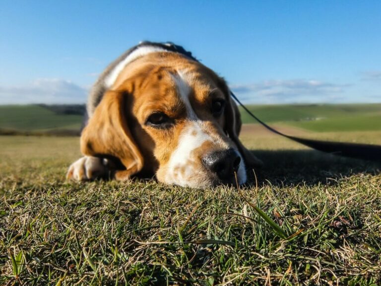 Kunnen Beagles het warme zomerweer verdragen?