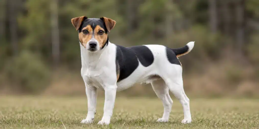 Deens-Zweedse Boerderijhond