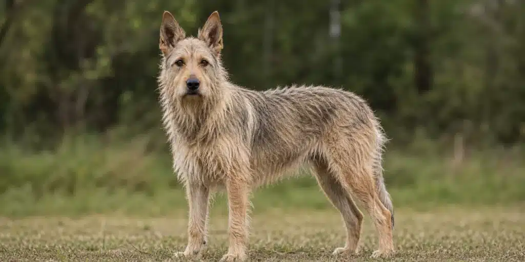 Picardische Herdershond