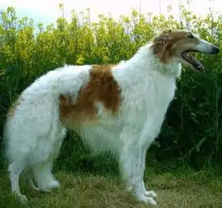 Barzoi