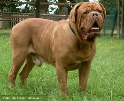 Bordeauxdog