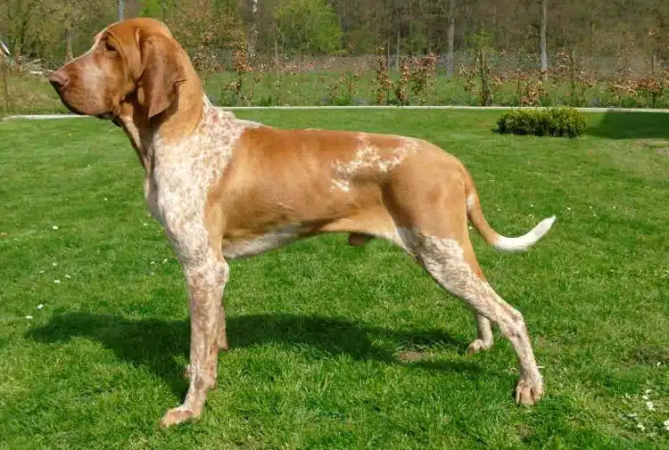 Bracco italiano