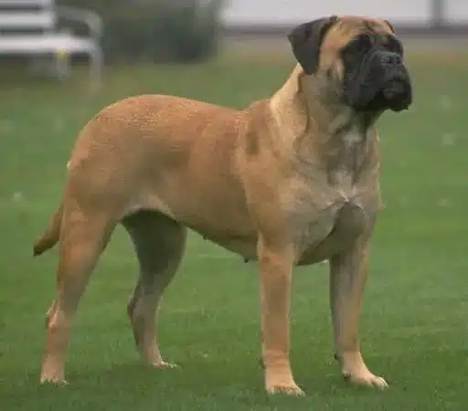 Bullmastiff