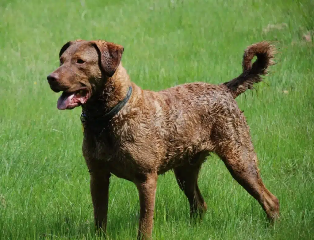 Chesapeake bayretriever