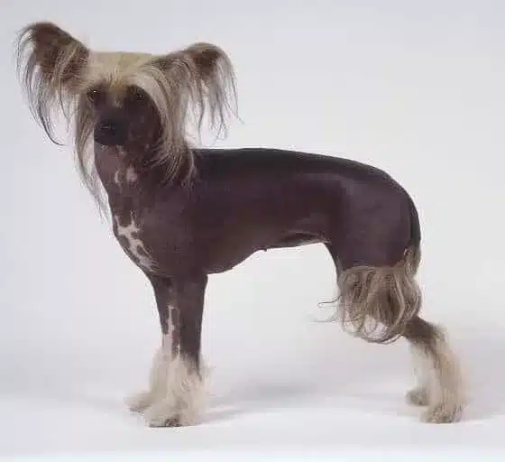Chinese naakthond