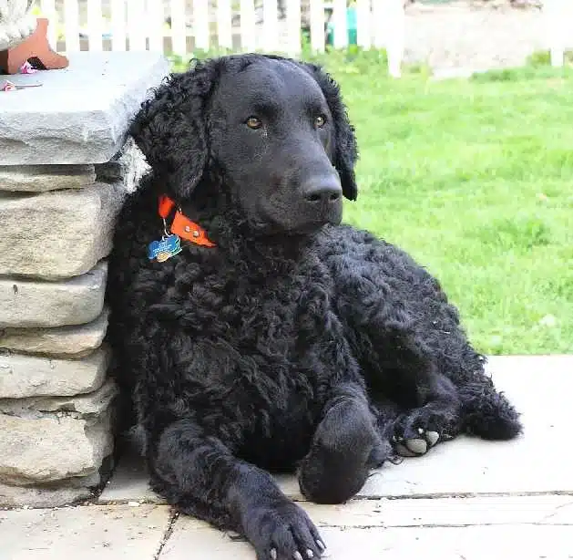 Curly-coated retriever