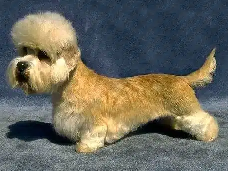 Dandie dinmont-terriër