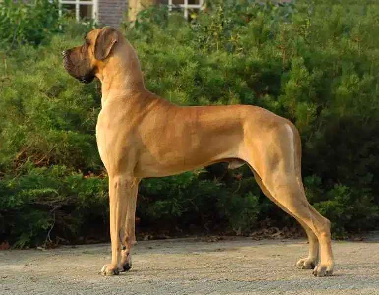 Duitse dog