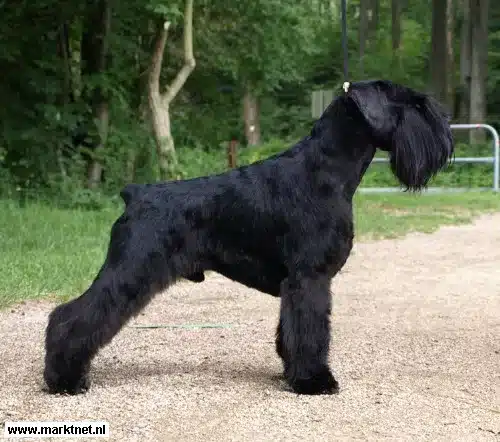 Dwergschnauzer