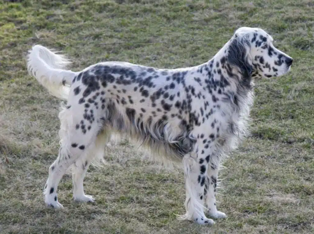 Engelse Setter