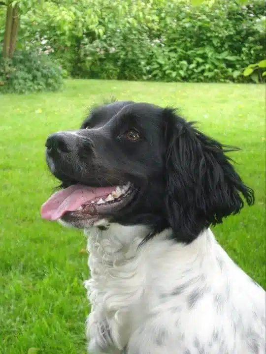 Engelse Springerspaniel