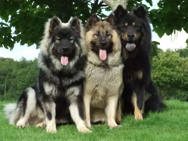 Eurasier