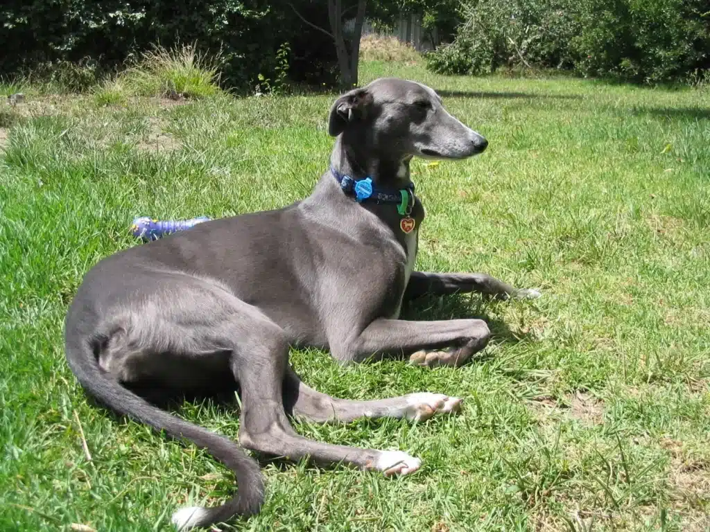 Greyhound