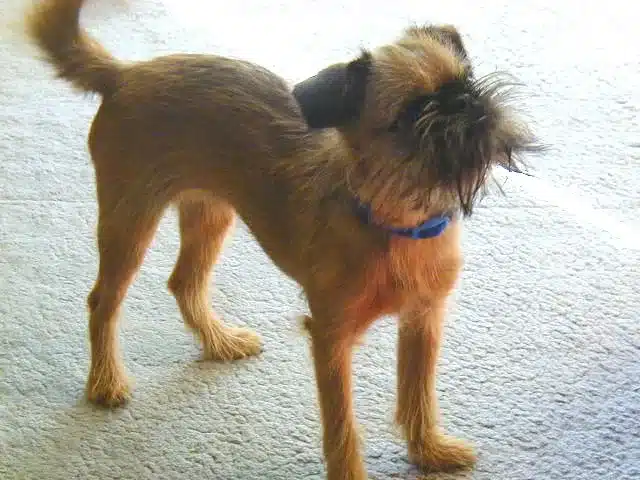 Griffon Bruxellois