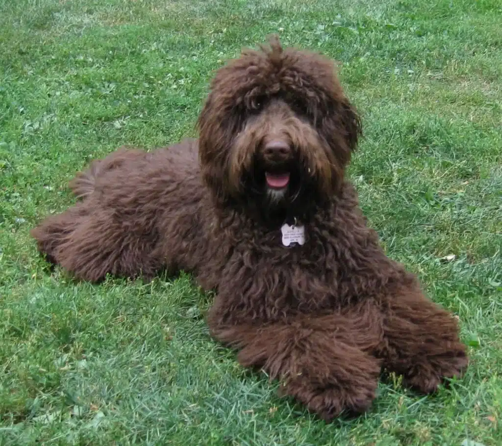 Labradoodle