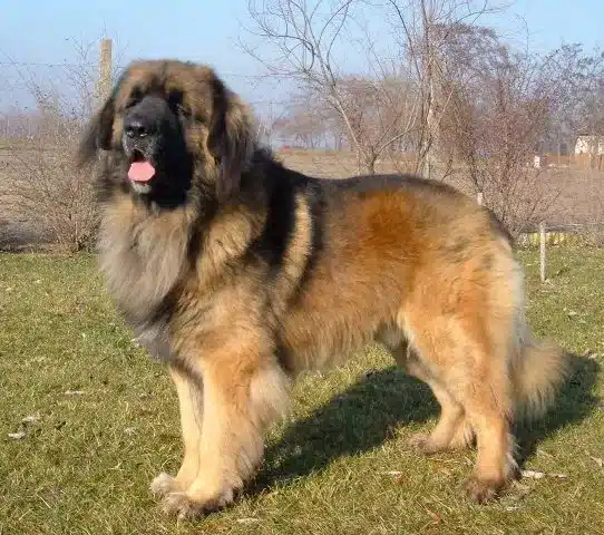 Leonberger