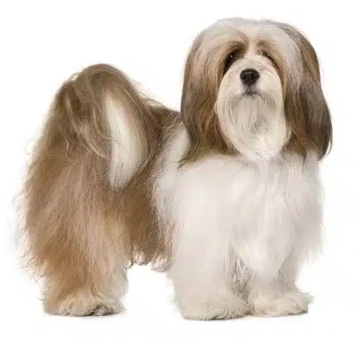 Lhasa Apso
