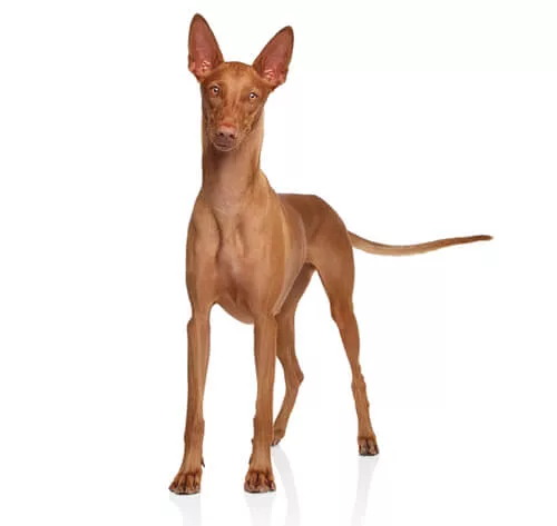 Faraohond