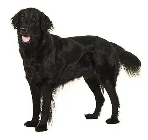 Flat-coated Retriever