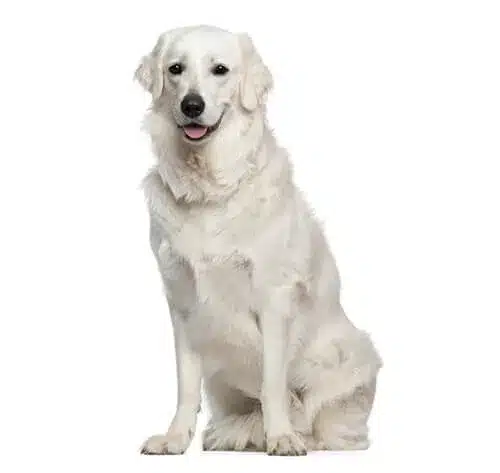 Hongaarse Kuvasz