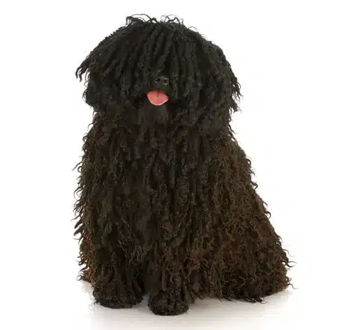 Hongaarse Puli