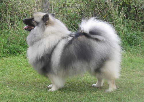 Keeshond