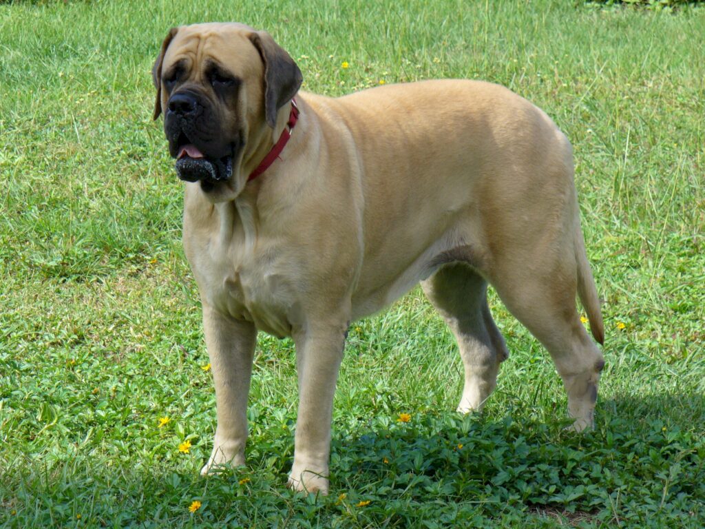 Mastiff
