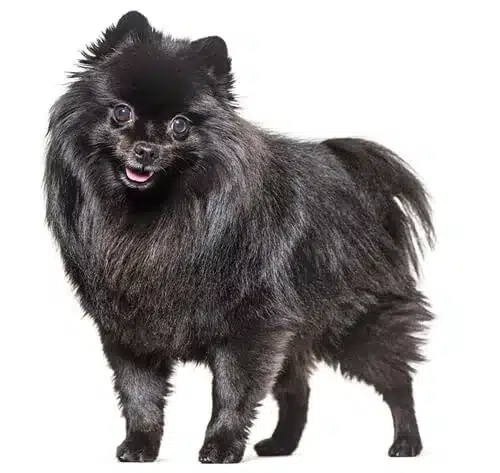 Middenslagkeeshond