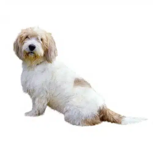 Petit Basset Griffon Vendéen