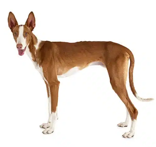 Podenco Ibicenco