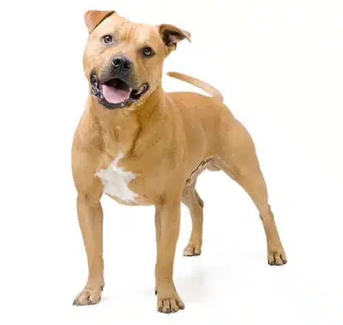 Staffordshire Bullterriër